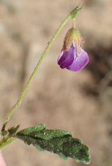 Hermannia erodioides
