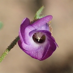 Hermannia erodioides
