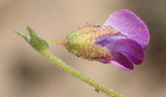 Hermannia erodioides