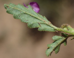 Hermannia erodioides
