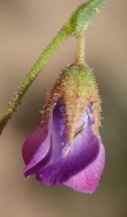 Hermannia erodioides