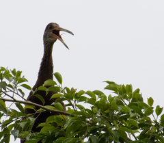 Aramus guarauna