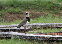 Vanellus chilensis