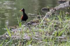 Jacana jacana
