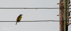 Pitangus sulphuratus