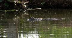 Caiman crocodilus