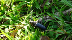 Nadezhdiella cantori