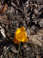 Crocus
