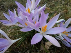Crocus