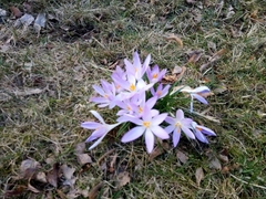 Crocus