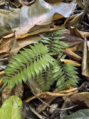 Chamaedorea pygmaea image