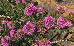 Kunzea recurva