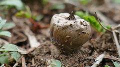Sulcostomata