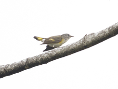 Setophaga ruticilla
