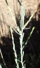Polygala ephedroides