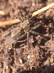 Alopecosa albofasciata