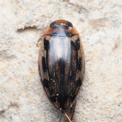 Coptotomus venustus