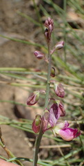 Polygala ephedroides