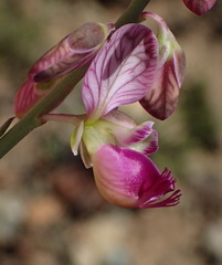 Polygala ephedroides