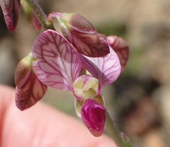 Polygala ephedroides