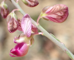 Polygala ephedroides