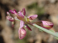 Polygala ephedroides