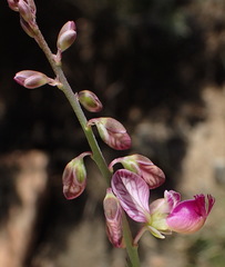 Polygala ephedroides