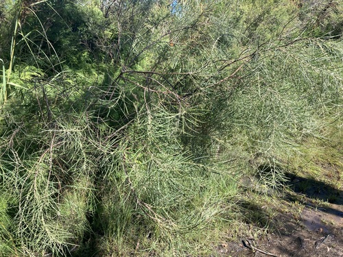 Image of Acacia elongata by (c) Thomas Mesaglio, some rights reserved (CC BY)