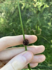 Chorizandra sphaerocephala