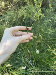 Chorizandra sphaerocephala