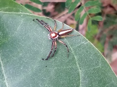 Telamonia dimidiata
