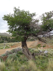 Nothofagus antarctica