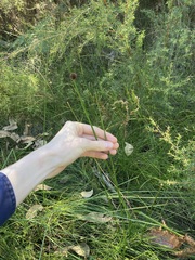 Chorizandra sphaerocephala