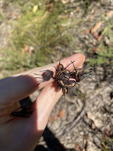 Image of Haemodorum brevistylum by (c) Thomas Mesaglio, some rights reserved (CC BY)