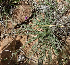 Polygala rehmannii