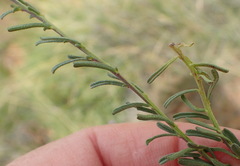Polygala rehmannii