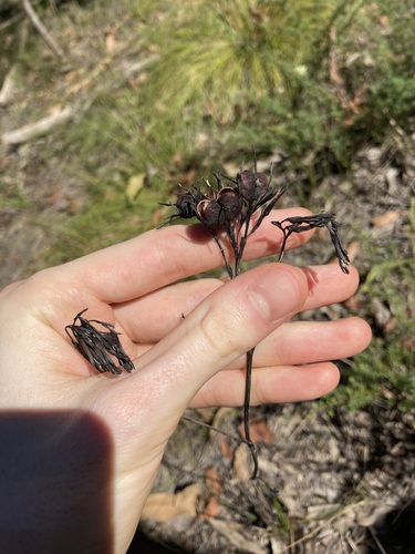 Image of Haemodorum brevistylum by (c) Thomas Mesaglio, some rights reserved (CC BY)