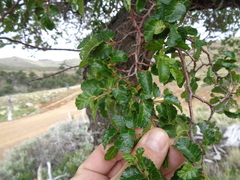 Nothofagus antarctica