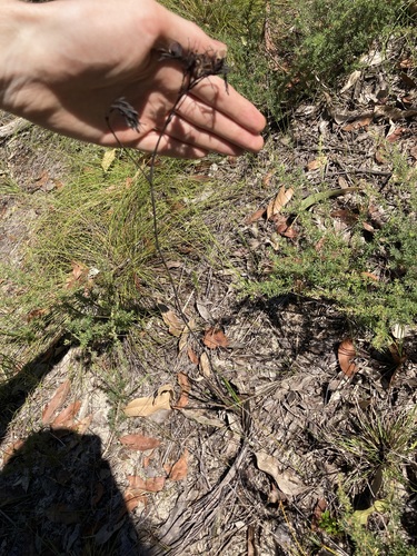 Image of Haemodorum brevistylum by (c) Thomas Mesaglio, some rights reserved (CC BY)