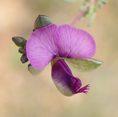 Polygala rehmannii