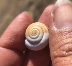 Helminthoglypta carpenteri