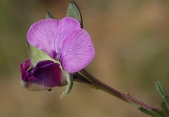 Polygala rehmannii