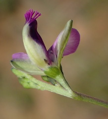 Polygala rehmannii