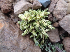 Pycnophyllopsis muscosa