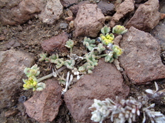 Azorella burkartii