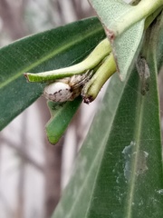 Araneidae