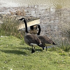 Branta canadensis