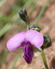 Polygala rehmannii