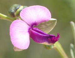 Polygala rehmannii