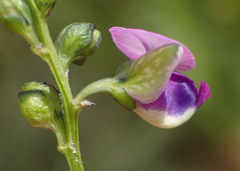 Polygala rehmannii